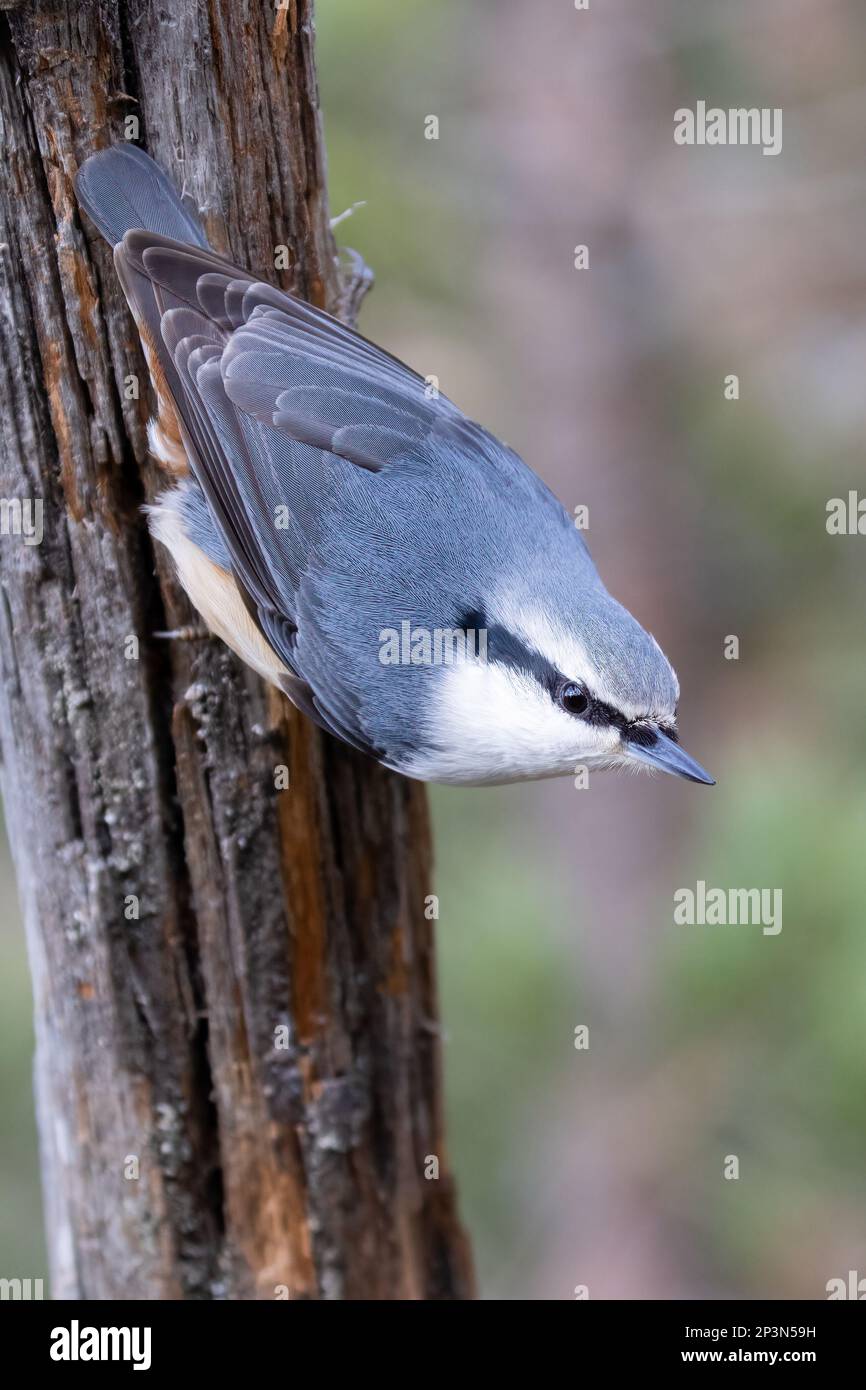 Eurasische Kleiber Stockfoto