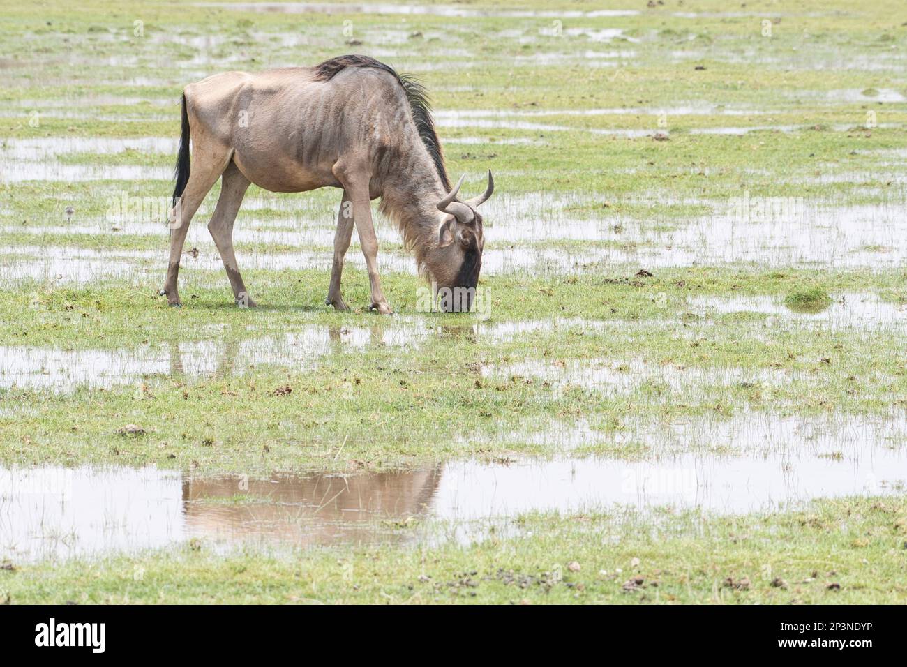 Gnus (Connochaetes taurinus), auch bekannt als die Brindled gnu. Fotografiert während einer Dürre, hat das ausgemahlene Tier Weiden und Wasser gefunden Stockfoto