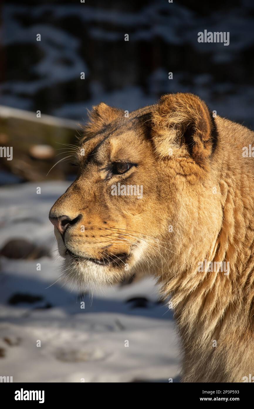 Lioness Portrait im Winterzoologischen Garten. Seitenprofil der weiblichen Panthera Leo im Zoo. Stockfoto