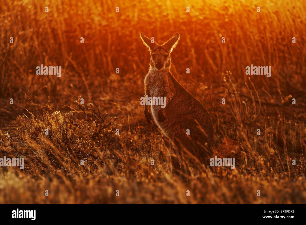 Gewöhnliches Wallaroo - Osphranter robustus auch als Euro oder Hügel-Wallaroo bezeichnet, meist nächtlich und einsam, lautes Zischen, sexuell dimorphisch, wie m Stockfoto