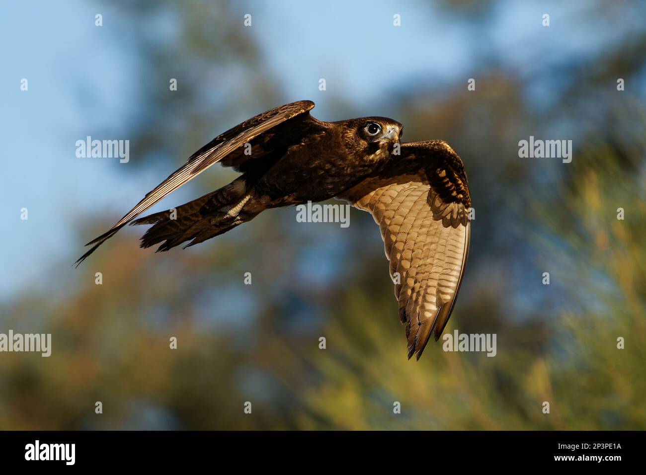 Schwarzer Falke – Falco Subniger mittelgroßer Falke, endemisch in Australien, Bundesstaaten und Territorien des Festlands, einheitliche dunkelbraune bis rußschwarze Farbe, perc Stockfoto