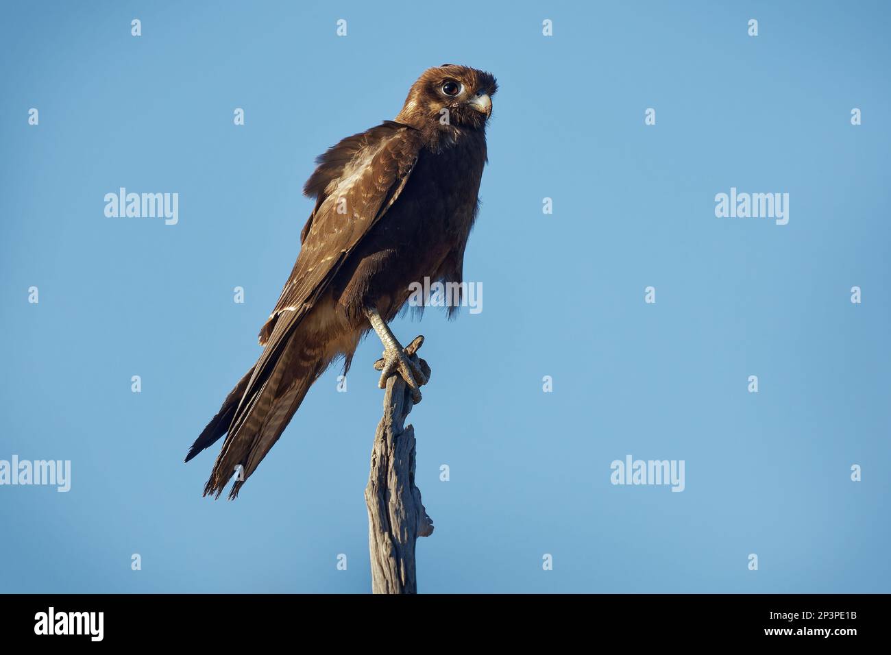 Schwarzer Falke – Falco Subniger mittelgroßer Falke, endemisch in Australien, Bundesstaaten und Territorien des Festlands, einheitliche dunkelbraune bis rußschwarze Farbe, perc Stockfoto