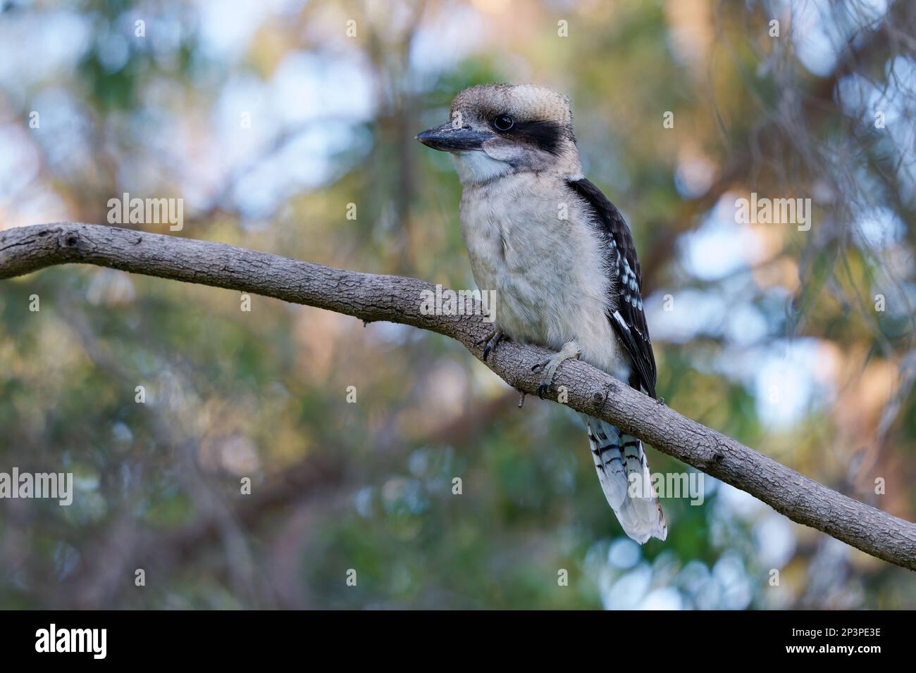 Lachender Kookaburra - Dacelo novaeguineae großer Königsfischer, der auf dem Ast in grünem Wald in Tasmanien, Australien sitzt. Jägervogel sitzt und wartet Stockfoto