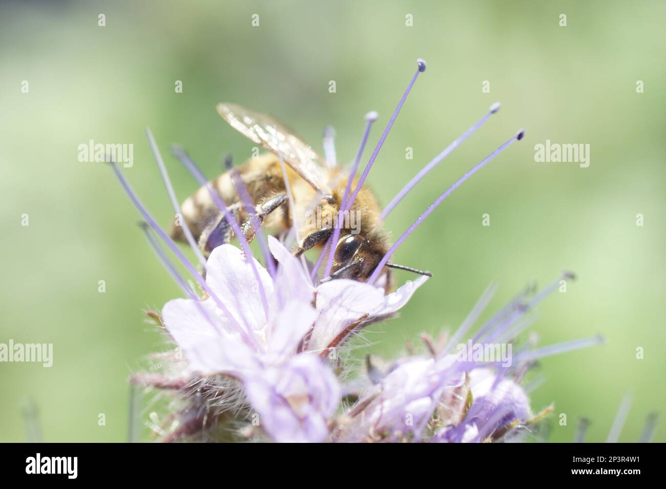 Biene auf Lavendelblüte Stockfoto