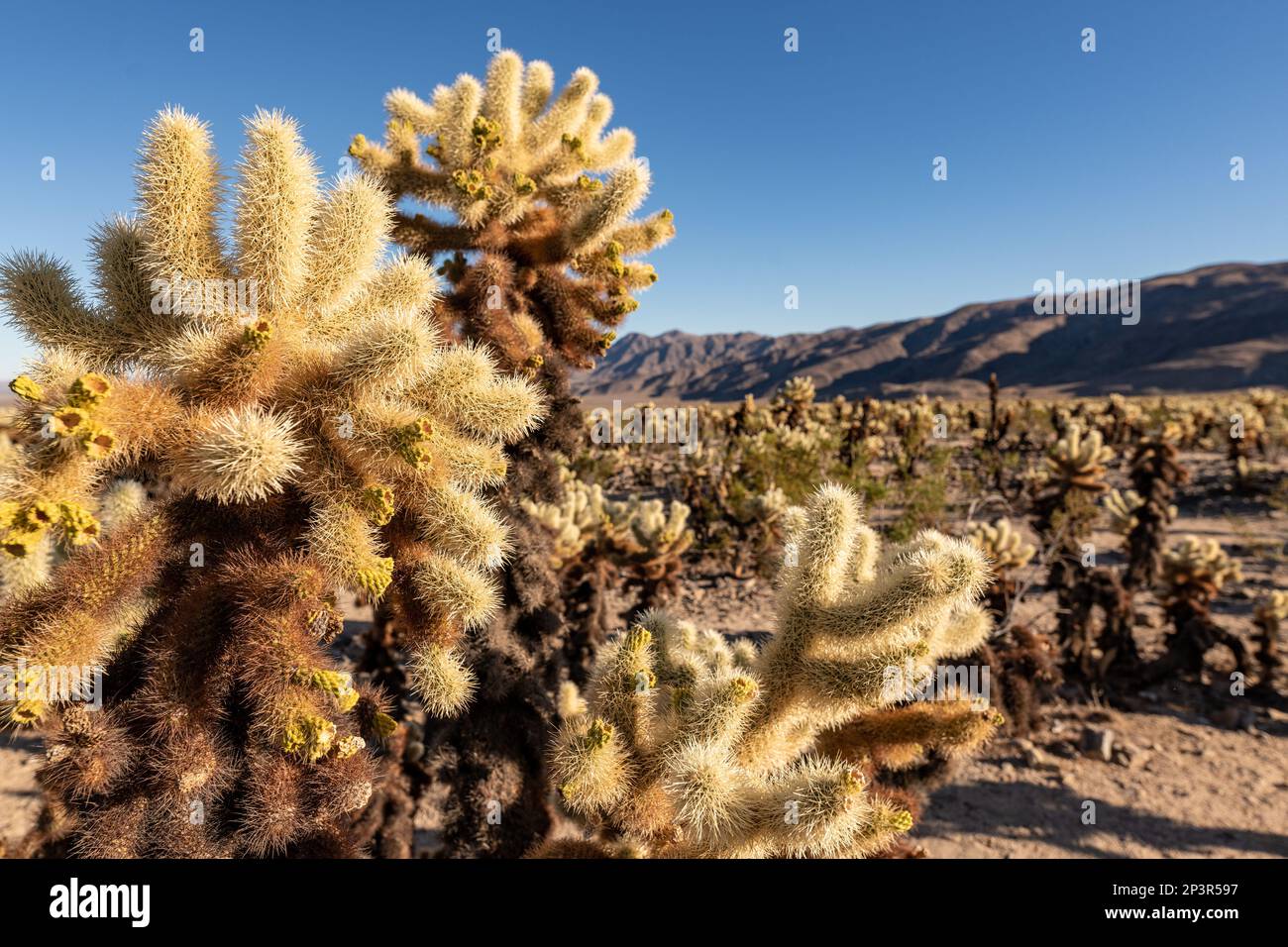Nahaufnahme des Cholla Cactus im Joshua Tree National Park. Stockfoto