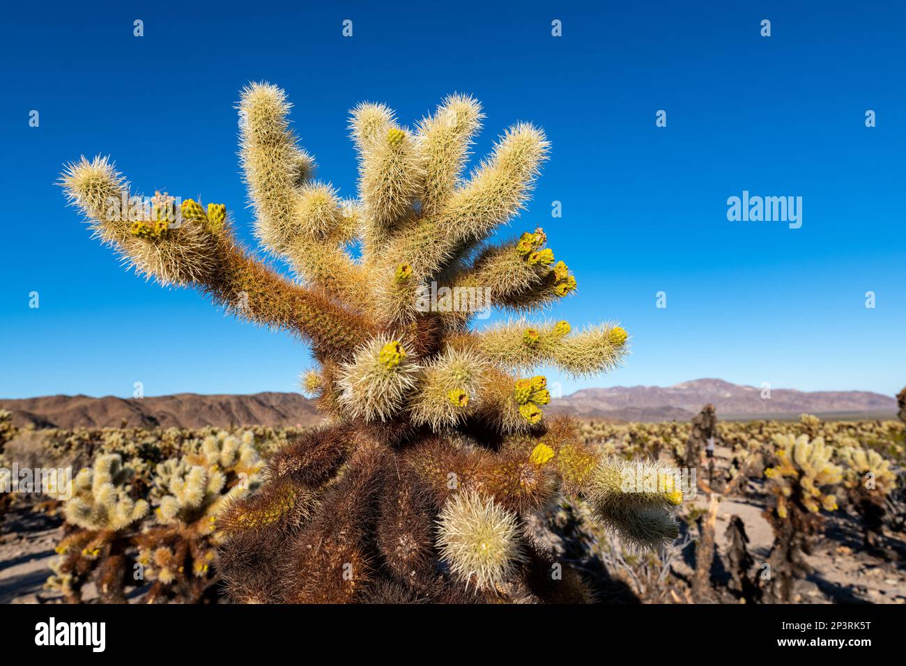 Nahaufnahme des Cholla Cactus im Joshua Tree National Park. Stockfoto