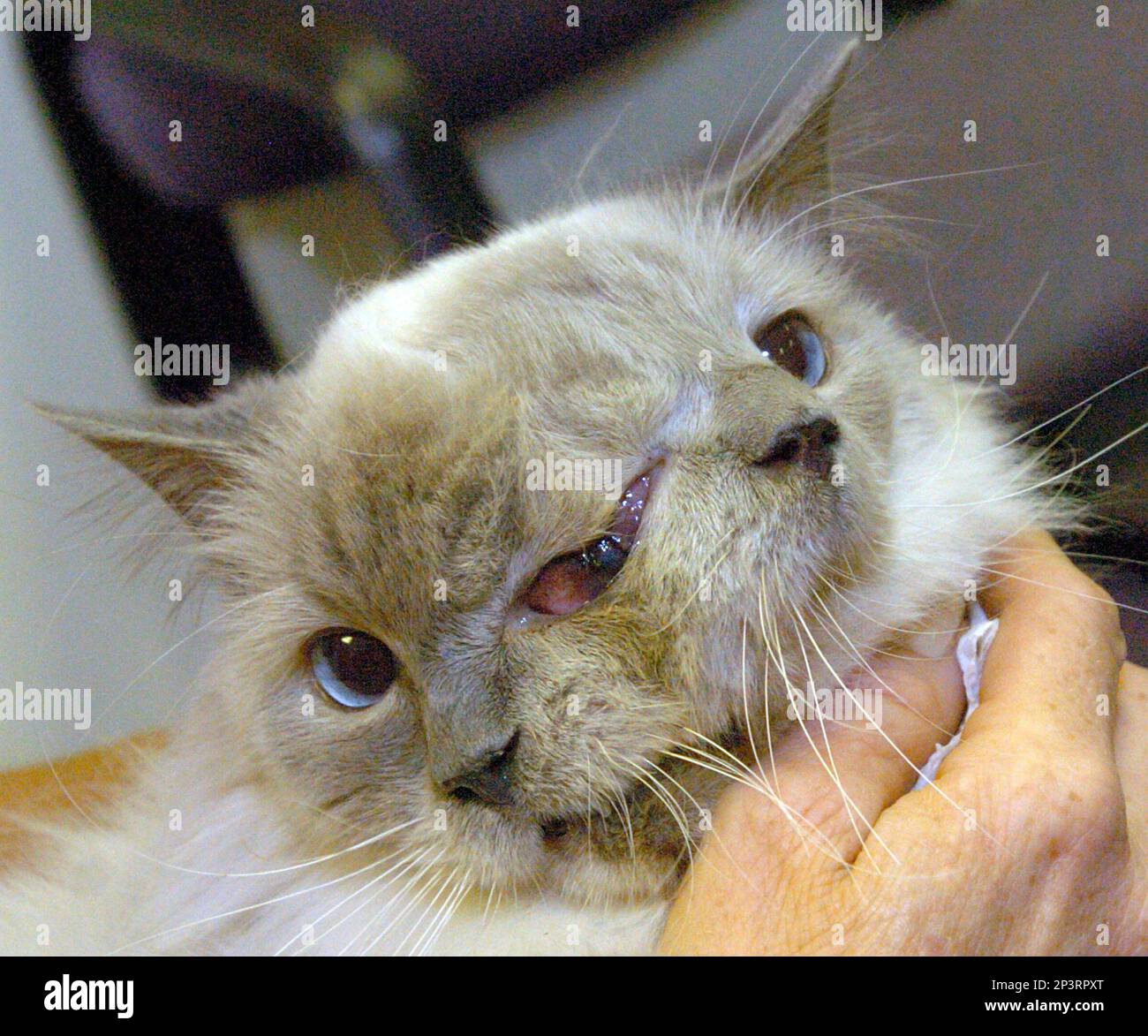 This undated photo shows the two faced cat named Frank and Louie. The