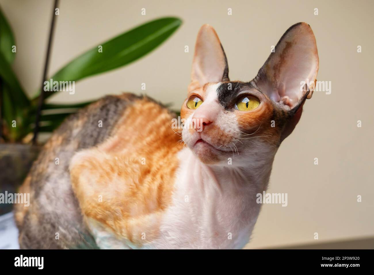 Shorthair Hauskatze der Rex-Rasse in Cornish im Heim Stockfoto