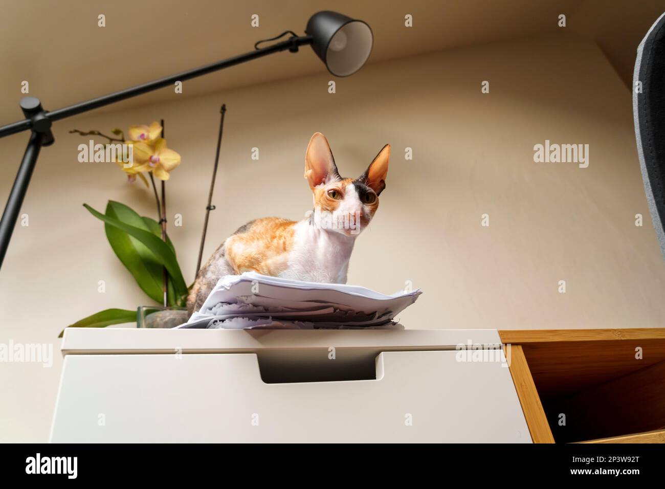 Wunderschöne heimische Cornish Rex Katze im Wohnzimmer Stockfoto
