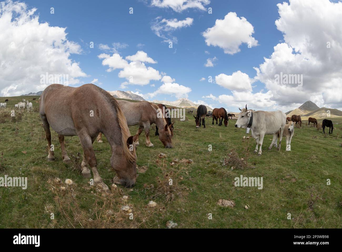 Pferdezucht in großer Höhe in den Abruzzen, Italien Stockfoto