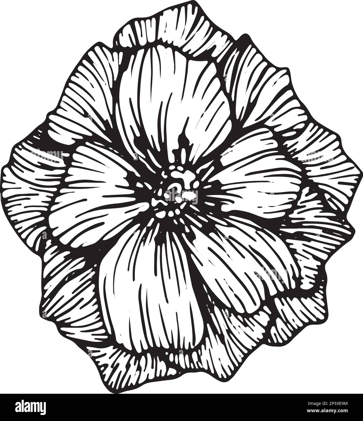 Anemonblüten zeichnen Vektor und Clipart. Stock Vektor