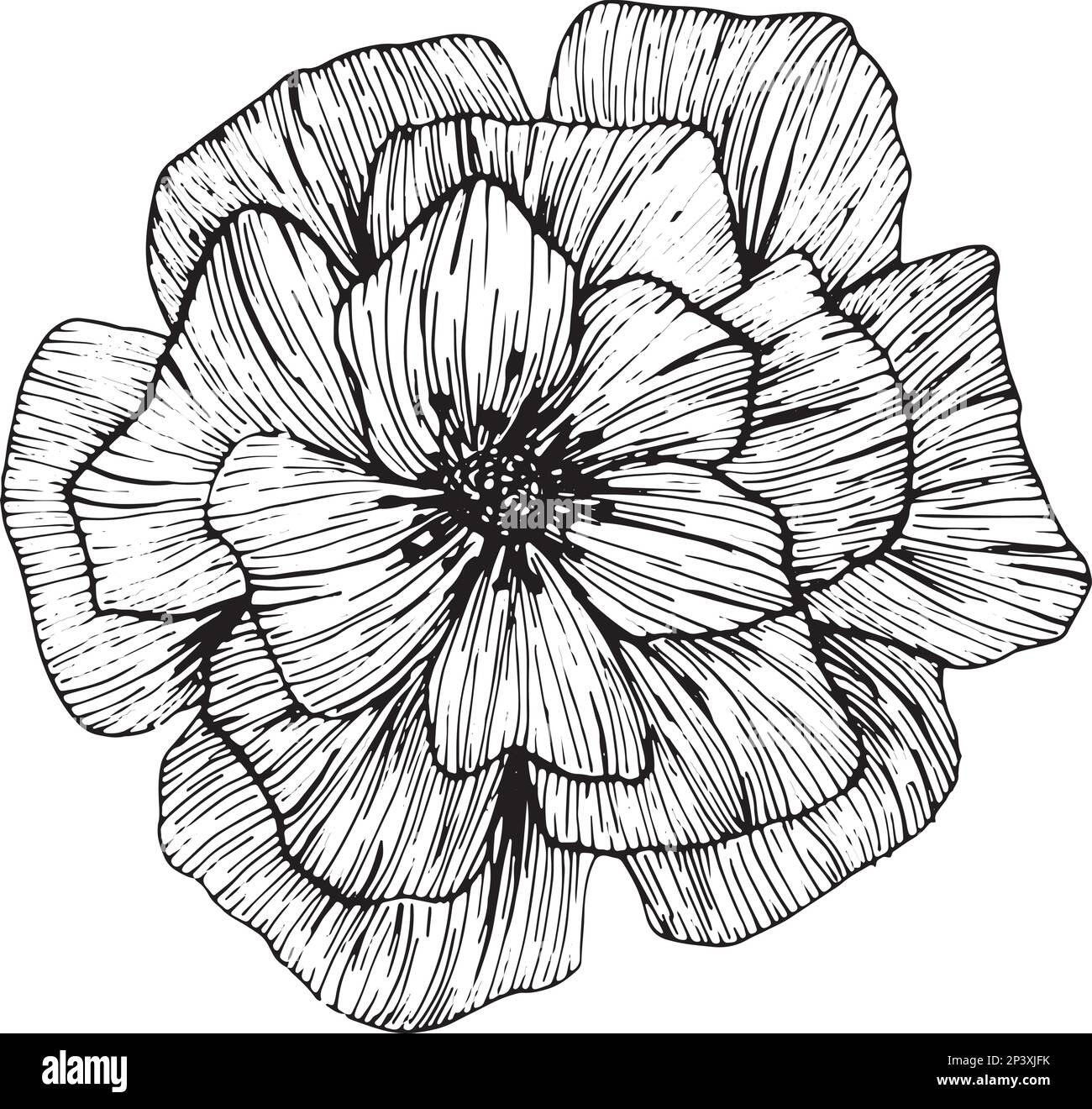 Anemonblüten zeichnen Vektor und Clipart. Stock Vektor