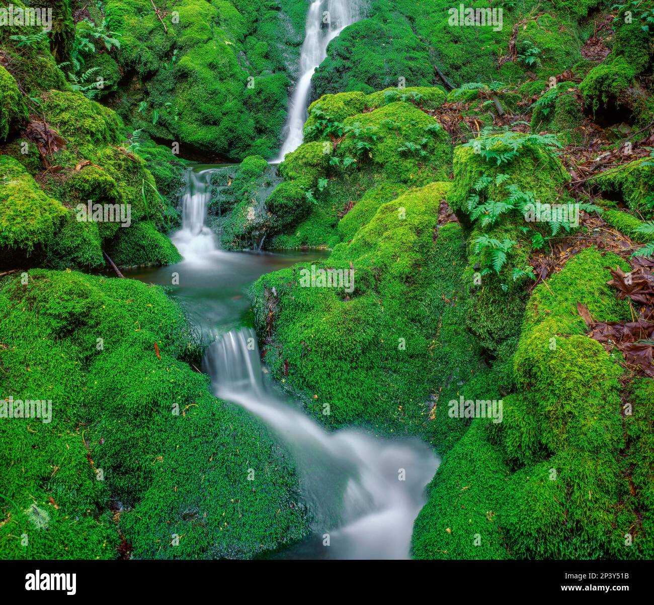 Moss Falls, Mount Tamalpais, Marin County, Kalifornien Stockfoto