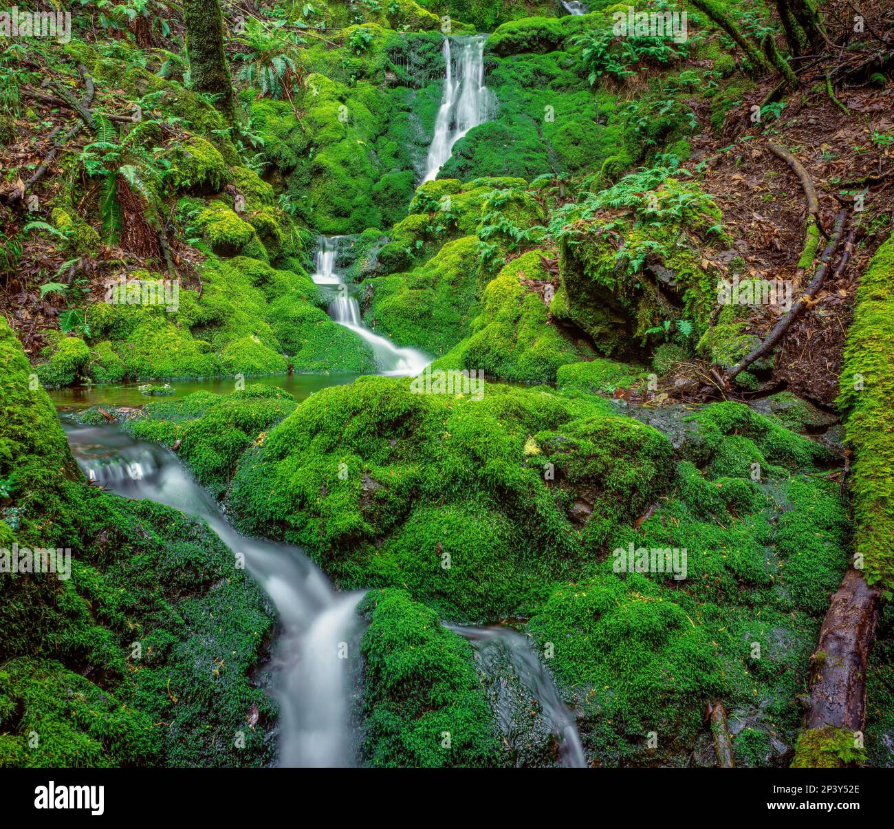 Moss Falls, Mount Tamalpais, Marin County, Kalifornien Stockfoto