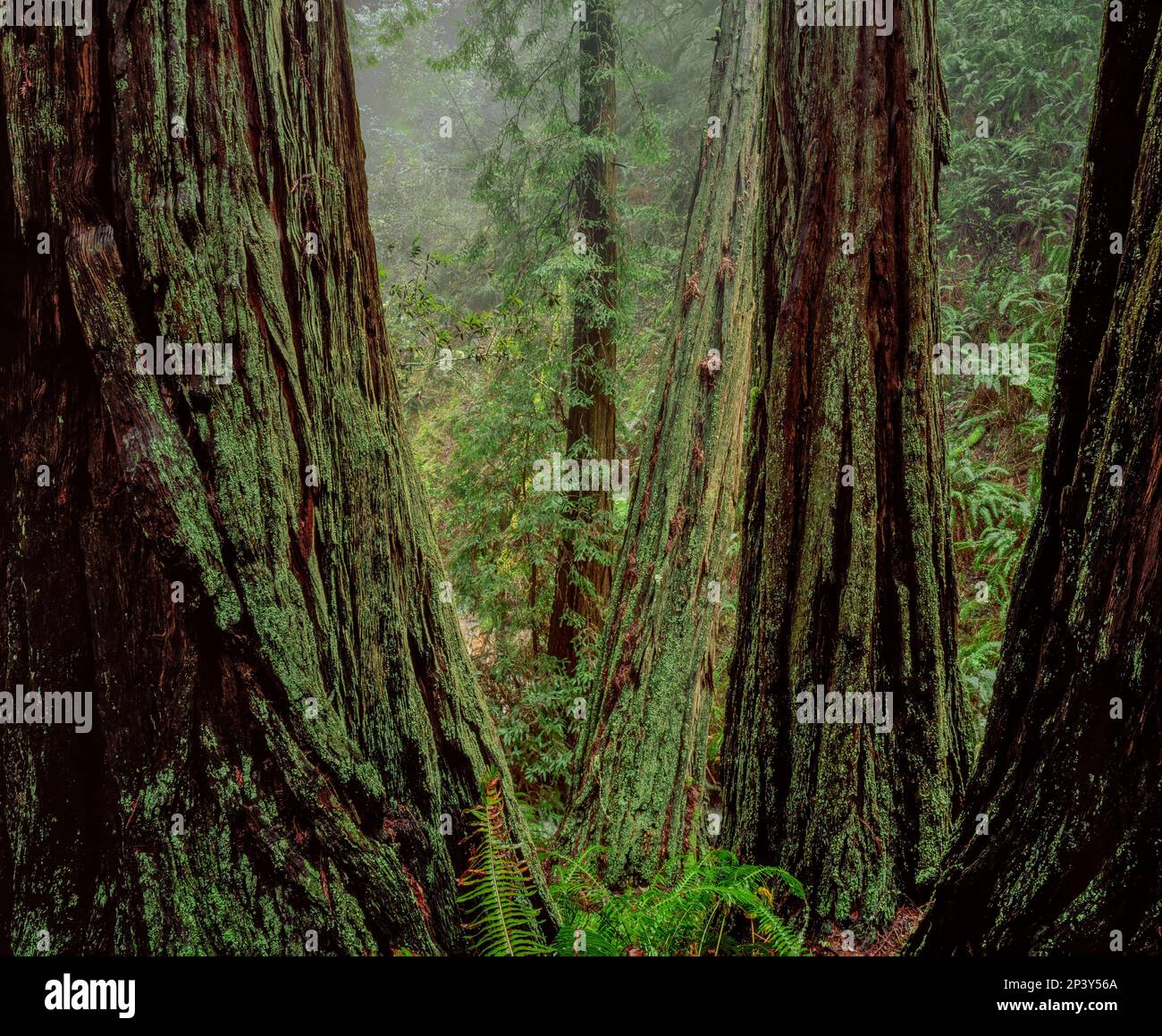 Mammutbäume, Steile Schlucht, Mount Tamalpais State Park, Marin County, Kalifornien Stockfoto