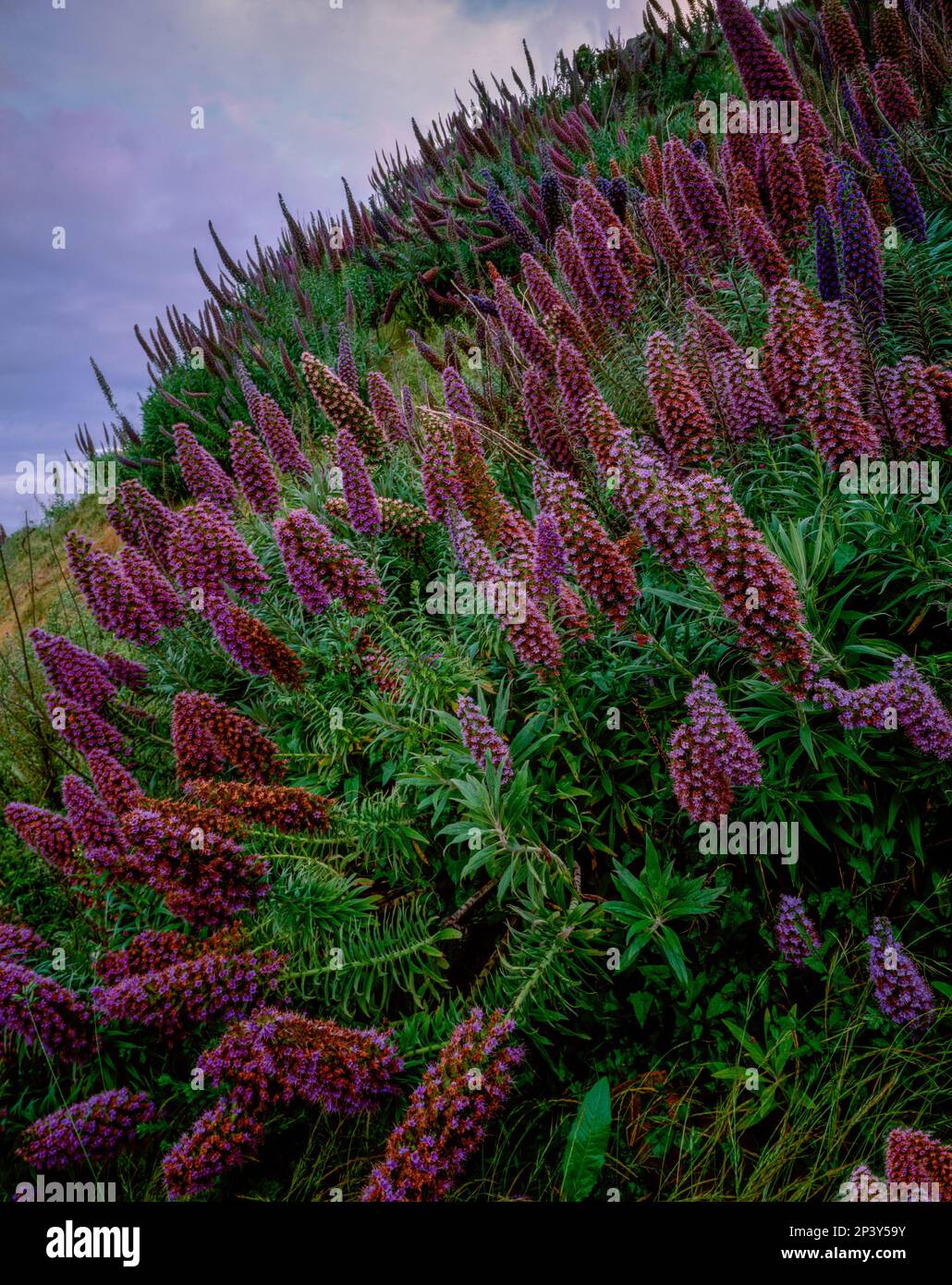 Natternkopf, Stolz von Madera, Mount Tamalpais State Park, Marin County, Kalifornien Stockfoto