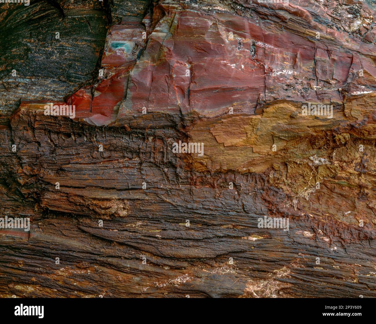 Petrified Wood, Mud Hills, Grand Staircase-Escalante National Monument, Utah Stockfoto