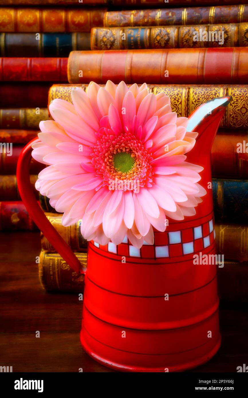 Pink Daisy In Red French Pitcher Stockfoto