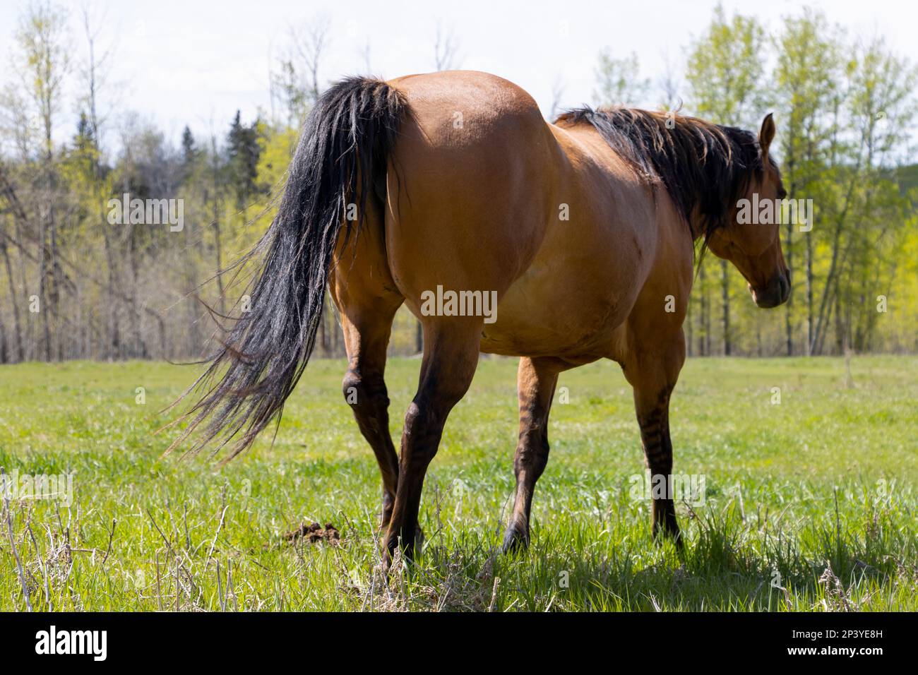 Das Pferd geht weg Stockfoto