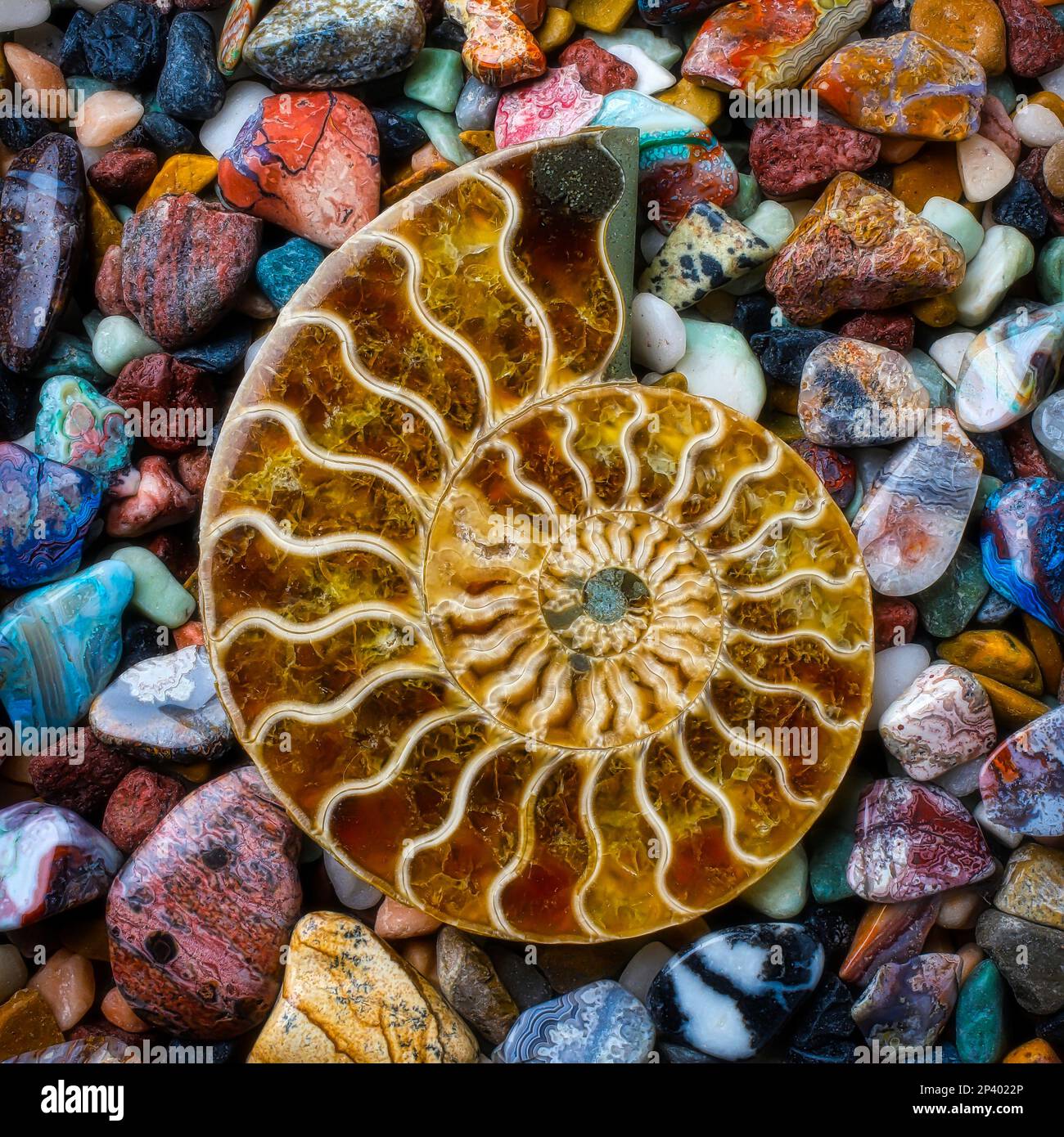 Versteinerte Nautilus Shell Stockfoto