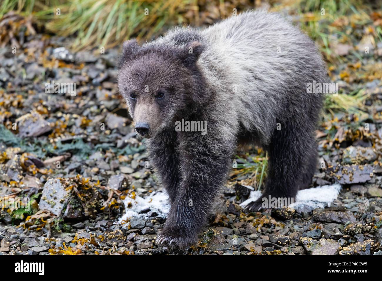 Im Hafen von Pavlov auf der Insel Chichagof, Alaska, USA, liegt Ursus arctos, ein Jungtier des Jahres. Stockfoto