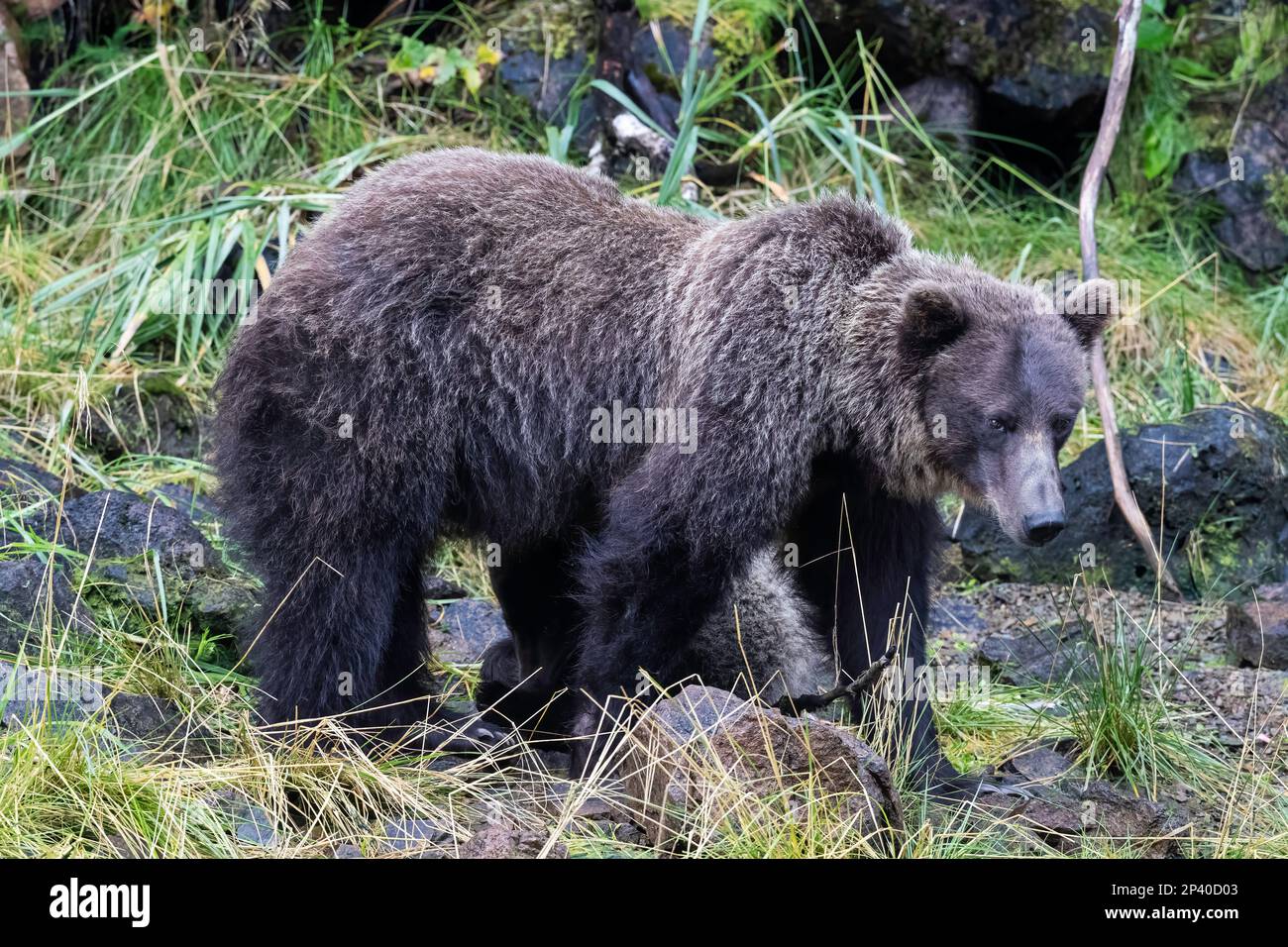 Ursus arctos im Hafen von Pavlov auf Chichagof Island, Alaska, USA. Stockfoto