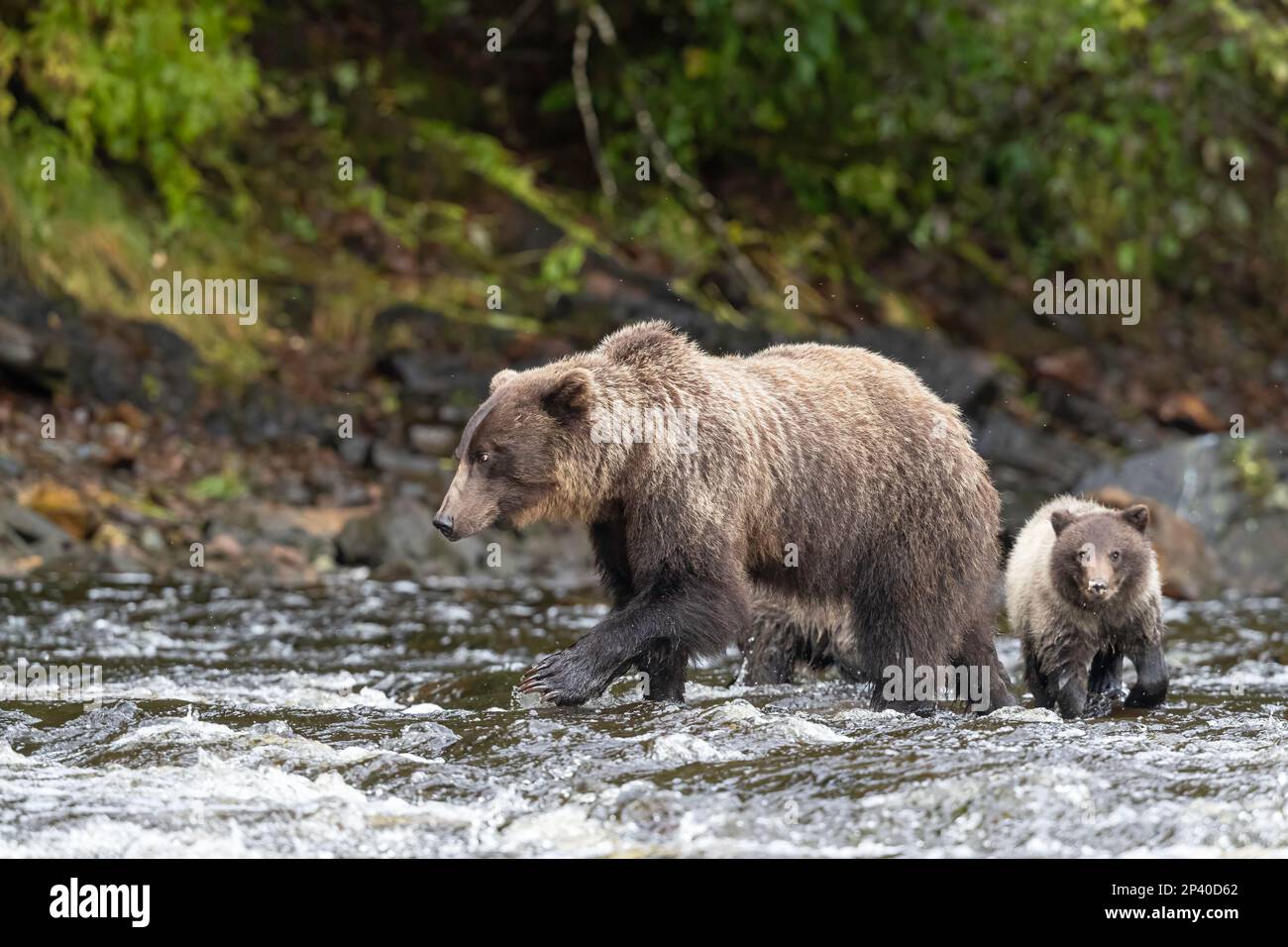 Ursus arctos, ein Braunbär mit Mutter und Jungtier, liegt am rosa Lachsbach auf Chichagof Island, Alaska, USA. Stockfoto