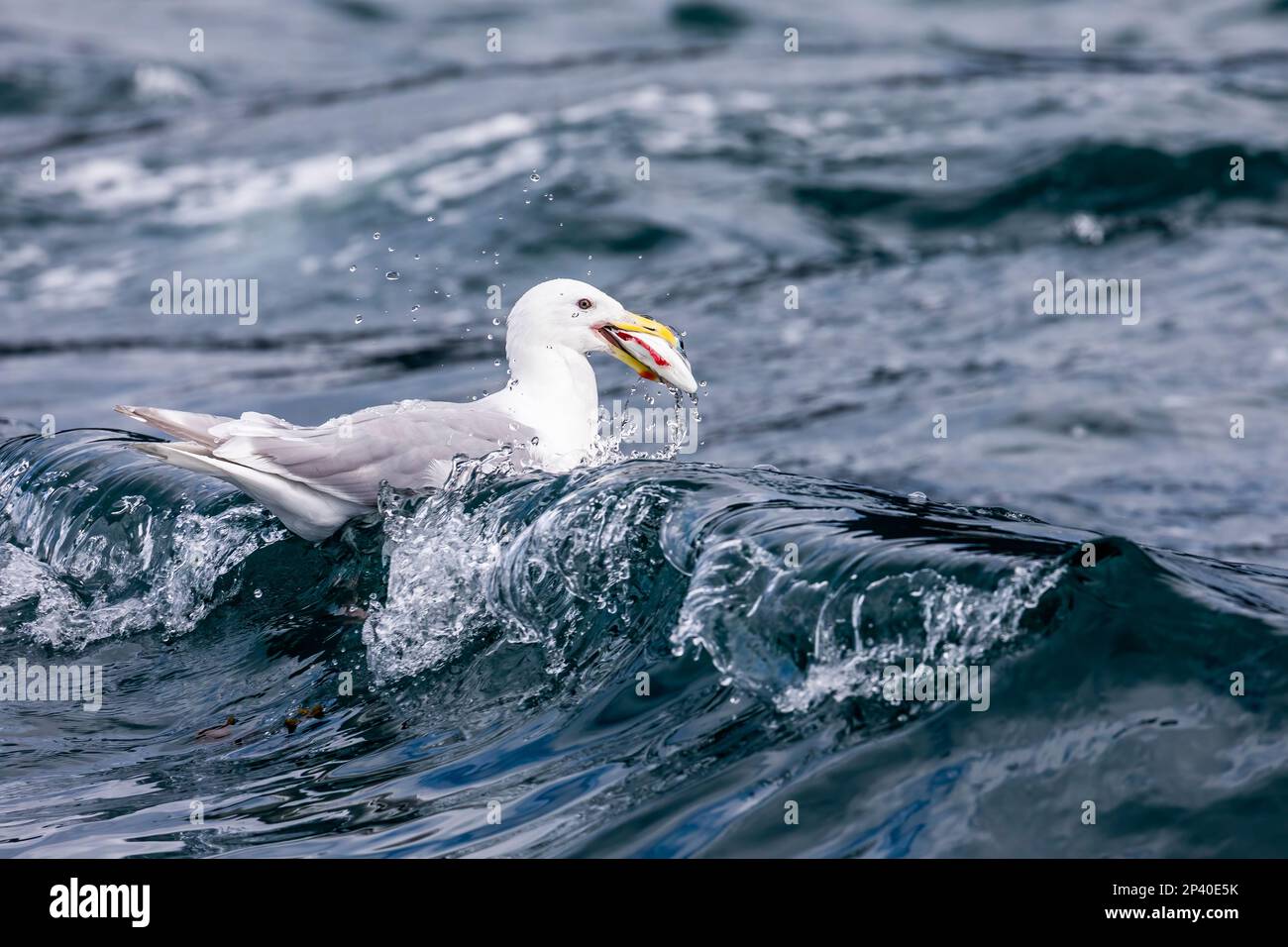 Adulte Trucous-Möwe, Larus hyperboreus, Fütterung eines Fisches auf den Inian-Inseln, Südostaska, USA. Stockfoto