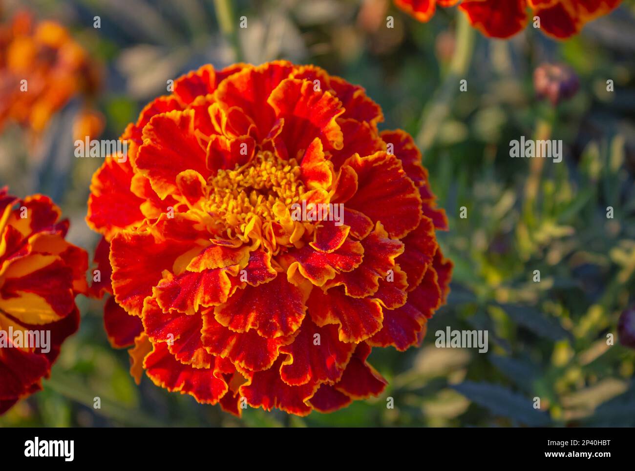 Makroblume in leuchtendem Rot Marigold. Die Blütenblätter sind rot mit einem gelben Rand, die Mitte der Blume ist gelb, grüne Blätter auf einem verschwommenen Hintergrund. Stockfoto