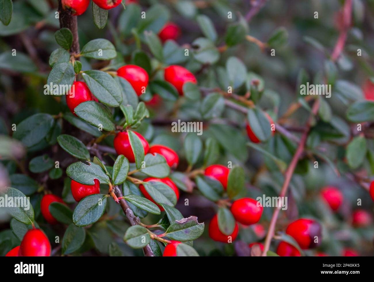 Cotoneaster horizontalis Branch mit rotem Beeren natürlichem Hintergrund mit weichem Fokus. Stockfoto