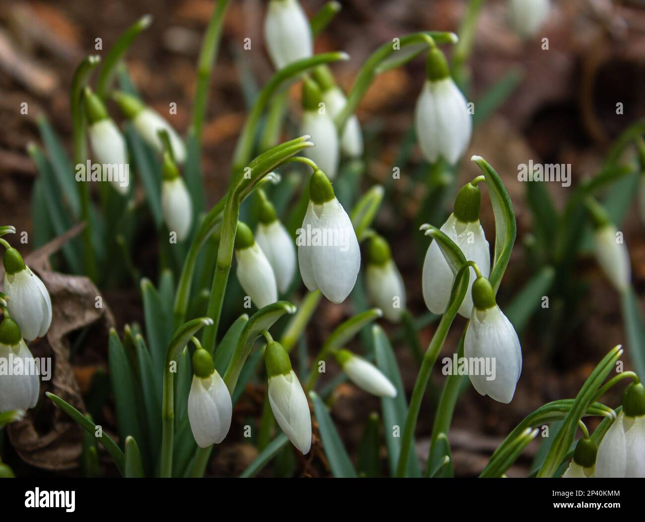 Nahaufnahme wunderschöne erste Blumen Schneeglöckchen im Frühlingswald. Zarte Frühlingsblumen Schneetropfen sind Vorboten der Erwärmung und symbolisieren die Ankunft des Frühlings. Sce Stockfoto