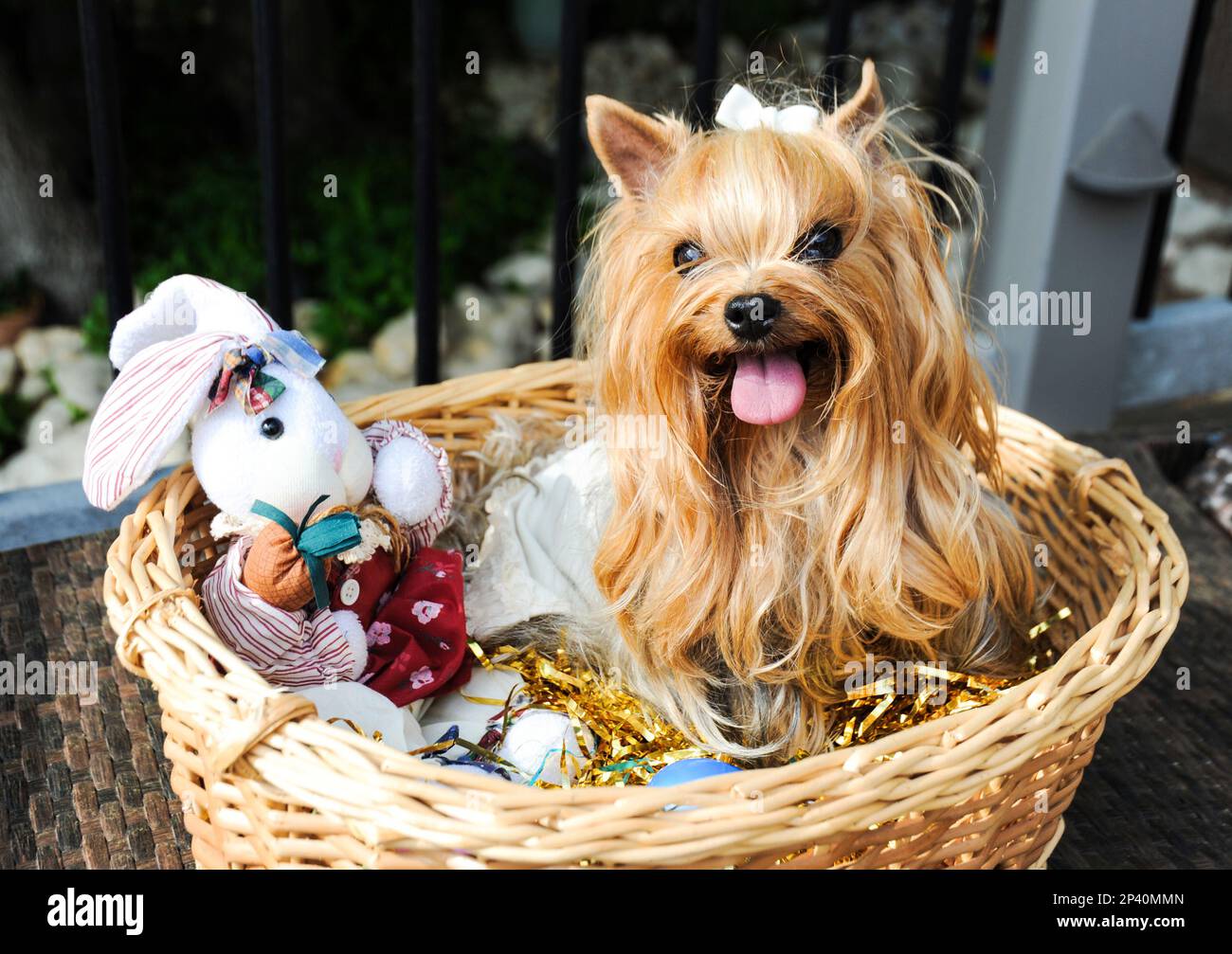 In einem Osterkorb steht ein süßer Yorkshire Terrier für ein Weihnachtsporträt. Stockfoto