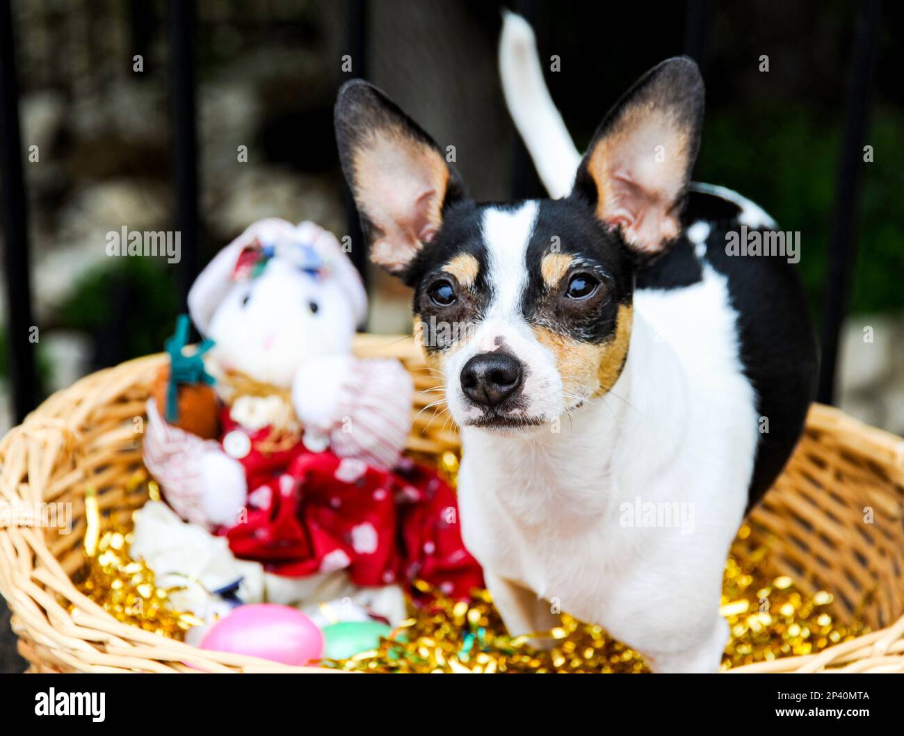 Rattenterrier und Chihuahua mischen sich für ein festliches Foto in einem Osterkorb. Stockfoto