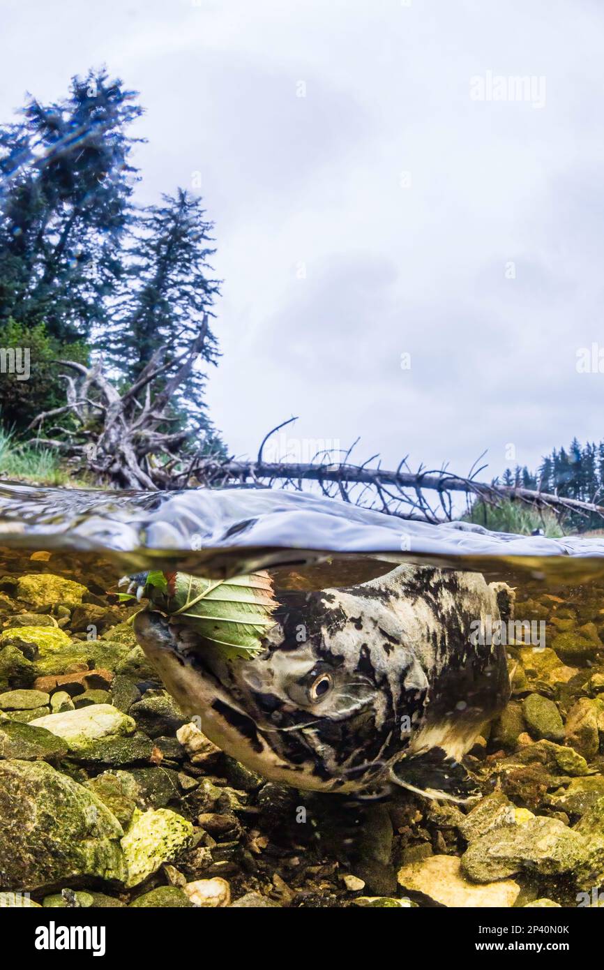 Ausgewachsener rosa Lachs, Oncorhynchus gorbuscha, Laichen in Fox Creek, Chichagof Island, Südostaska, USA. Stockfoto