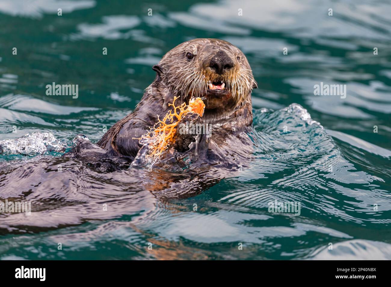 Ausgewachsener Seeotter, Enhydra lutris, ernähren sich von einem Basket Star auf den Inian Islands, Südostaska, USA. Stockfoto