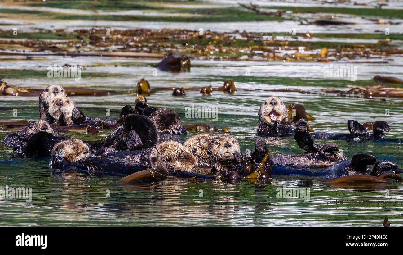 Eine Gruppe von Seeottern, Enhydra lutris, Rafting im Seetang auf den Inian Inseln, Südostaska, USA. Stockfoto