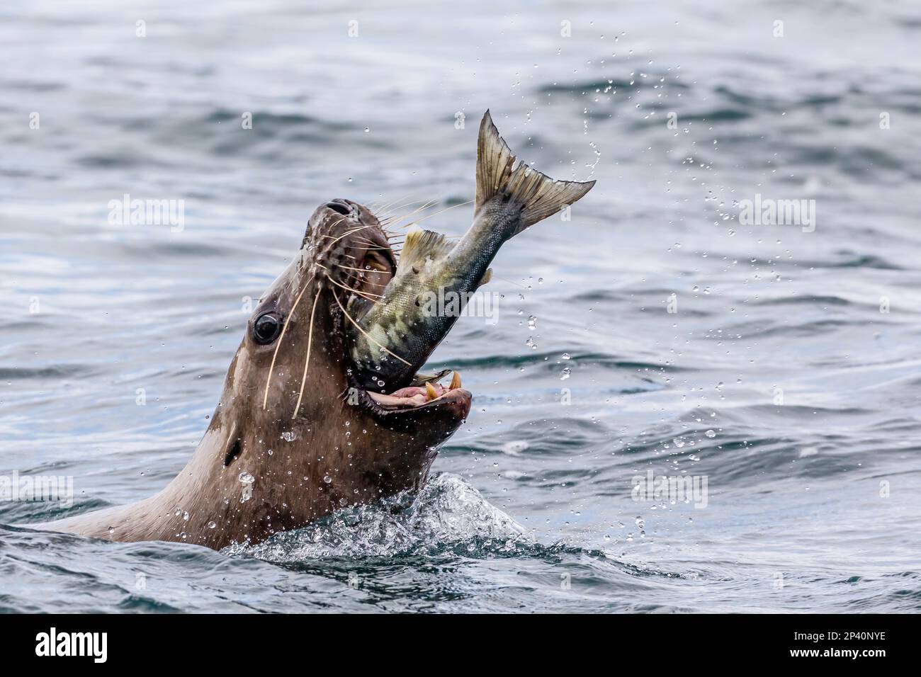 Ausgewachsener männlicher Steller Seelöwe, Eumetopias jubatus, der einen Lachs auf den Inian Islands im Südosten Alaskas, USA, zerstückelt. Stockfoto