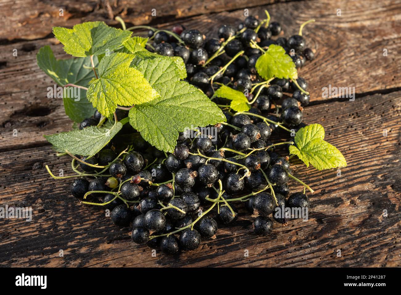Schwarze Johannisbeere. Frisches Obst im Garten Stockfoto