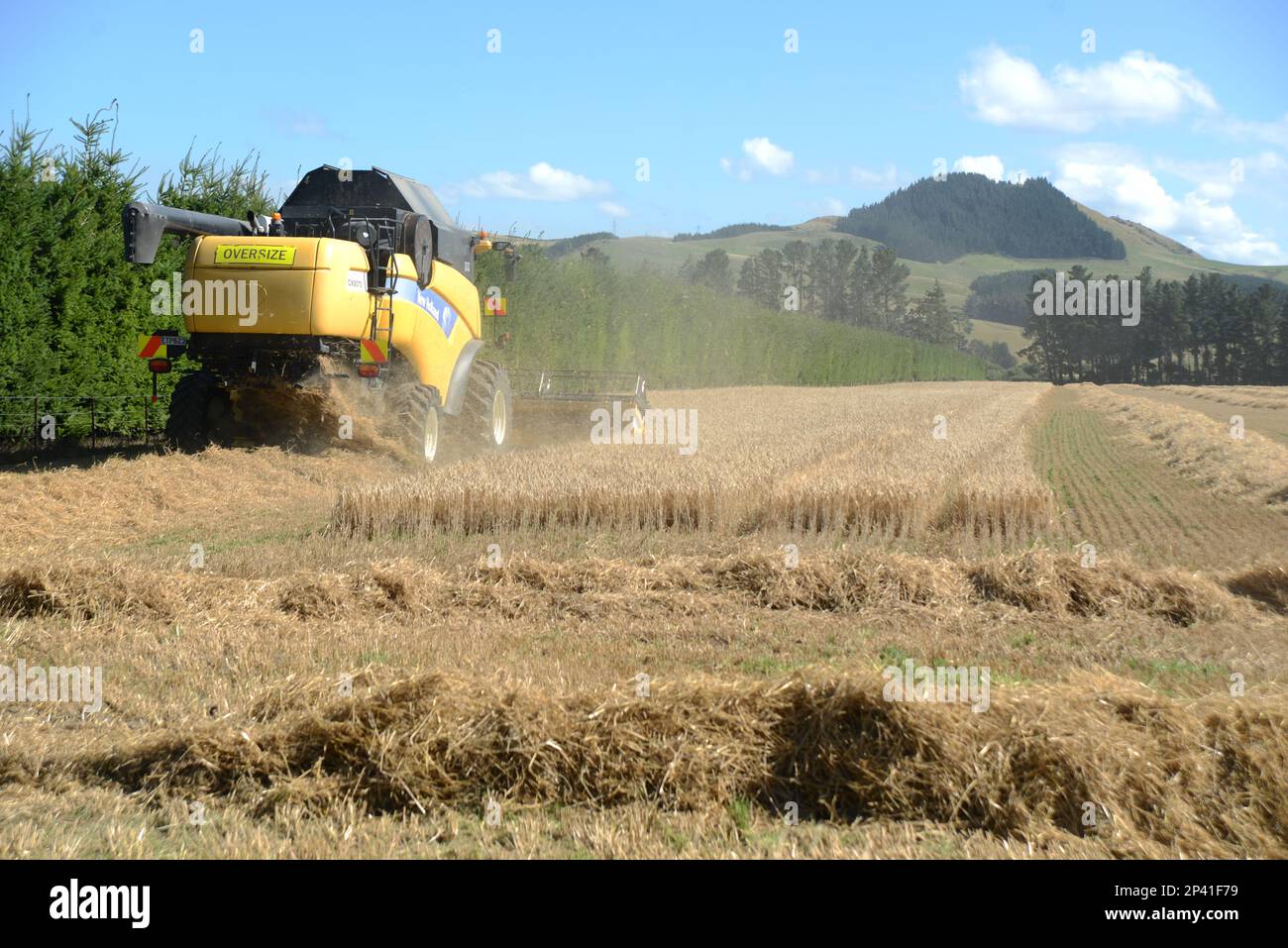 DARFIELD, NEUSEELAND, 12. FEBRUAR 2023: Ein Mähdrescher nimmt die Weizenernte der neuen Saison auf den Canterbury Plains, South Island, New Efeal, auf Stockfoto