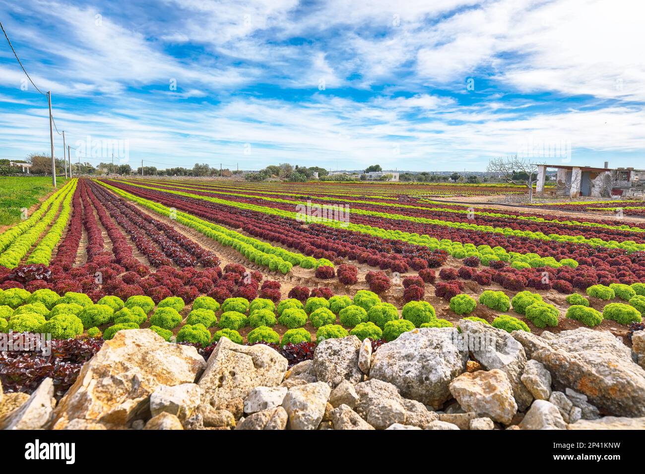 Anbau von Salatsalat auf dem Feld in Apulien. Agrarindustrie. Italien Stockfoto