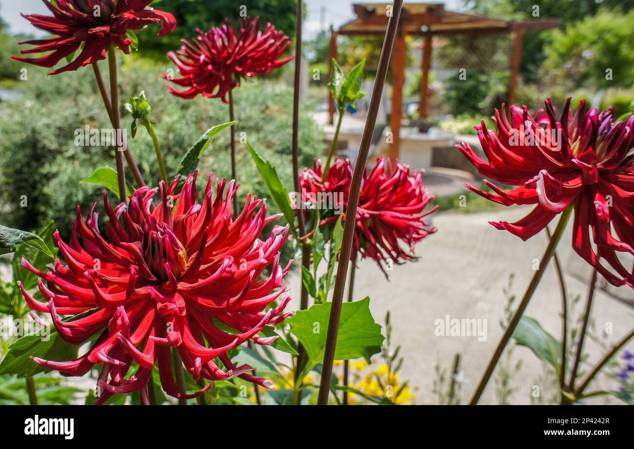 Dahlia cultorum Thorsrud und Reisaeter große rote Blume im Garten Stockfoto