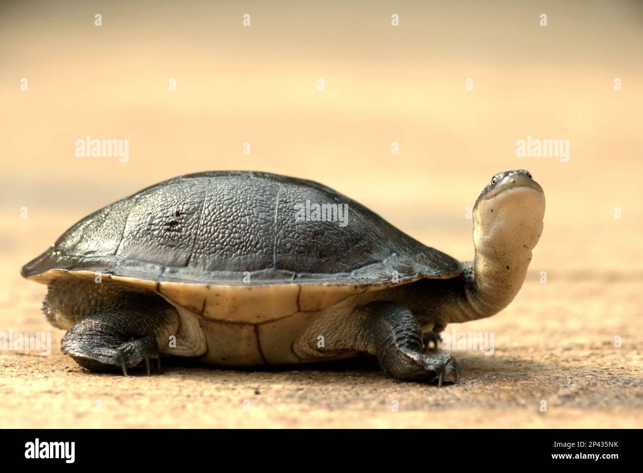 Eine seltene und bedrohte Art von Süßwasserschildkröte, die von der kritischen Bedrohung bedrohte Rote Island endemische Schlangenhalsschildkröte (Chelodina mccordi) wird in einer lizenzierten Ex-situ-Zuchteinrichtung in Jakarta, Indonesien, fotografiert. Wissenschaftliche Untersuchungen deuten darauf hin, dass der Reichtum an Reptilien in den meisten Teilen der Welt aufgrund des anhaltenden künftigen Klimawandels wahrscheinlich erheblich zurückgehen wird. „Zusammen mit anderen anthropogenen Auswirkungen, wie Verlust von Lebensräumen und Ernte von Arten, ist dies ein Grund zur Sorge“, schrieb ein Team von Wissenschaftlern unter der Leitung von Matthias Biber (Technische Universität München). Stockfoto