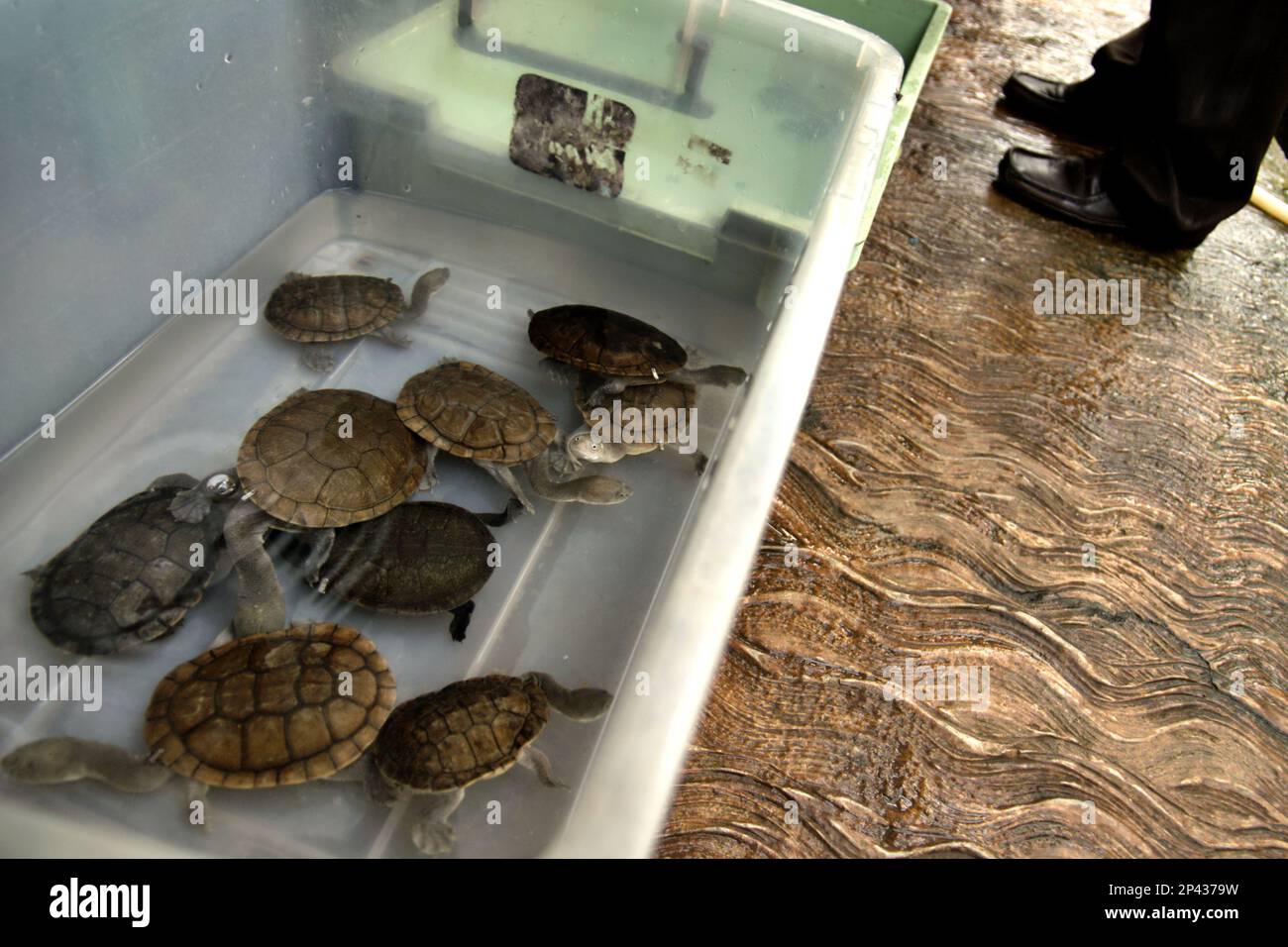 Seltene und bedrohte Arten von Süßwasserschildkröten, die von der Rote Island bedrohten endemischen Schlangenhalsschildkröten (Chelodina mccordi), werden auf einem lizenzierten Ex-situ-Zuchtbetrieb in Jakarta, Indonesien, fotografiert. Wissenschaftliche Untersuchungen deuten darauf hin, dass der Reichtum an Reptilien in den meisten Teilen der Welt aufgrund des anhaltenden künftigen Klimawandels wahrscheinlich erheblich zurückgehen wird. Stockfoto