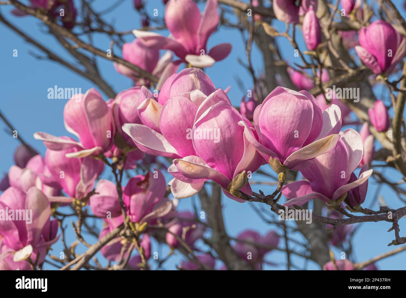 Untertasse mit Magnolienblumen auf dem Baum und an sonnigen Tagen im Freien Stockfoto