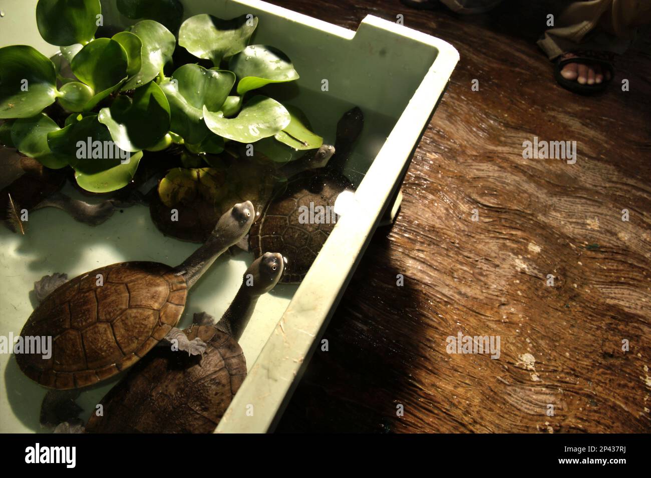 Seltene und bedrohte Arten von Süßwasserschildkröten, die von der Rote Island bedrohten endemischen Schlangenhalsschildkröten (Chelodina mccordi), werden auf einem lizenzierten Ex-situ-Zuchtbetrieb in Jakarta, Indonesien, fotografiert. Wissenschaftliche Untersuchungen deuten darauf hin, dass der Reichtum an Reptilien in den meisten Teilen der Welt aufgrund des anhaltenden künftigen Klimawandels wahrscheinlich erheblich zurückgehen wird. Stockfoto