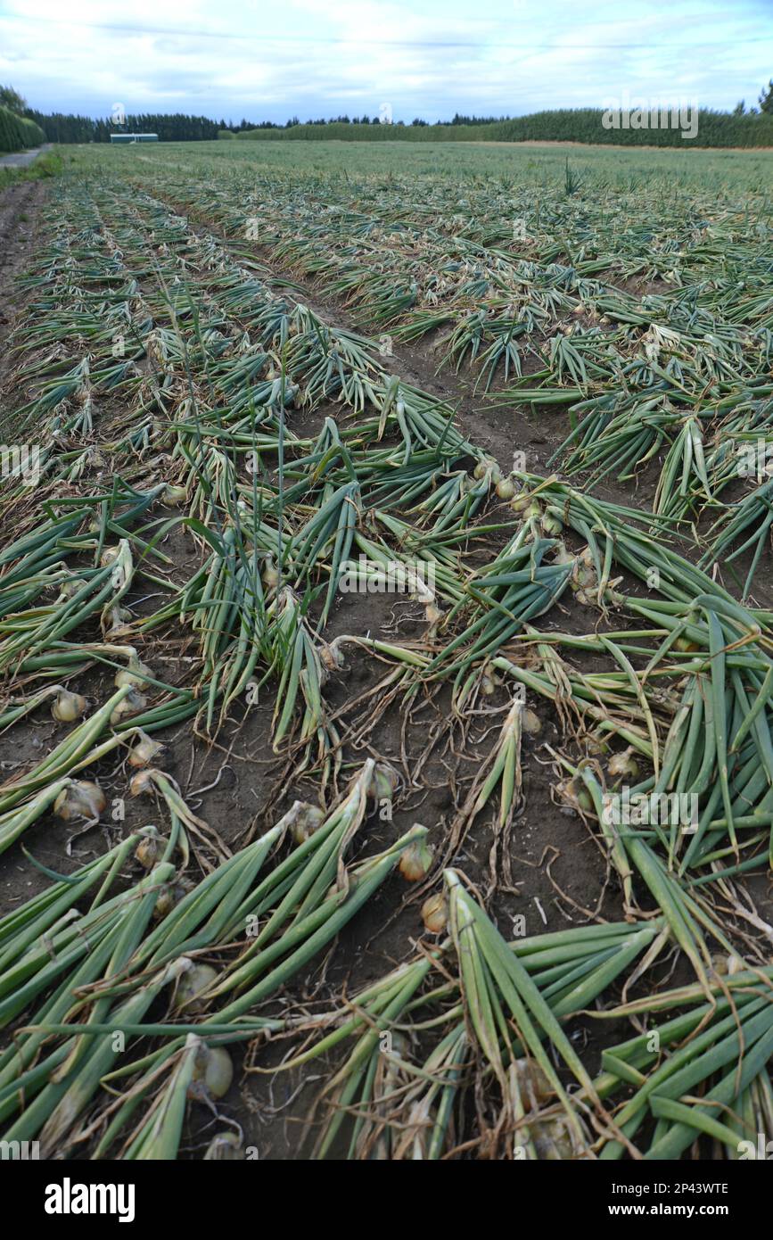 Auf den Canterbury Plains, South Island, Neuseeland, wartet ein Feld mit braunen Zwiebeln auf die Ernte Stockfoto