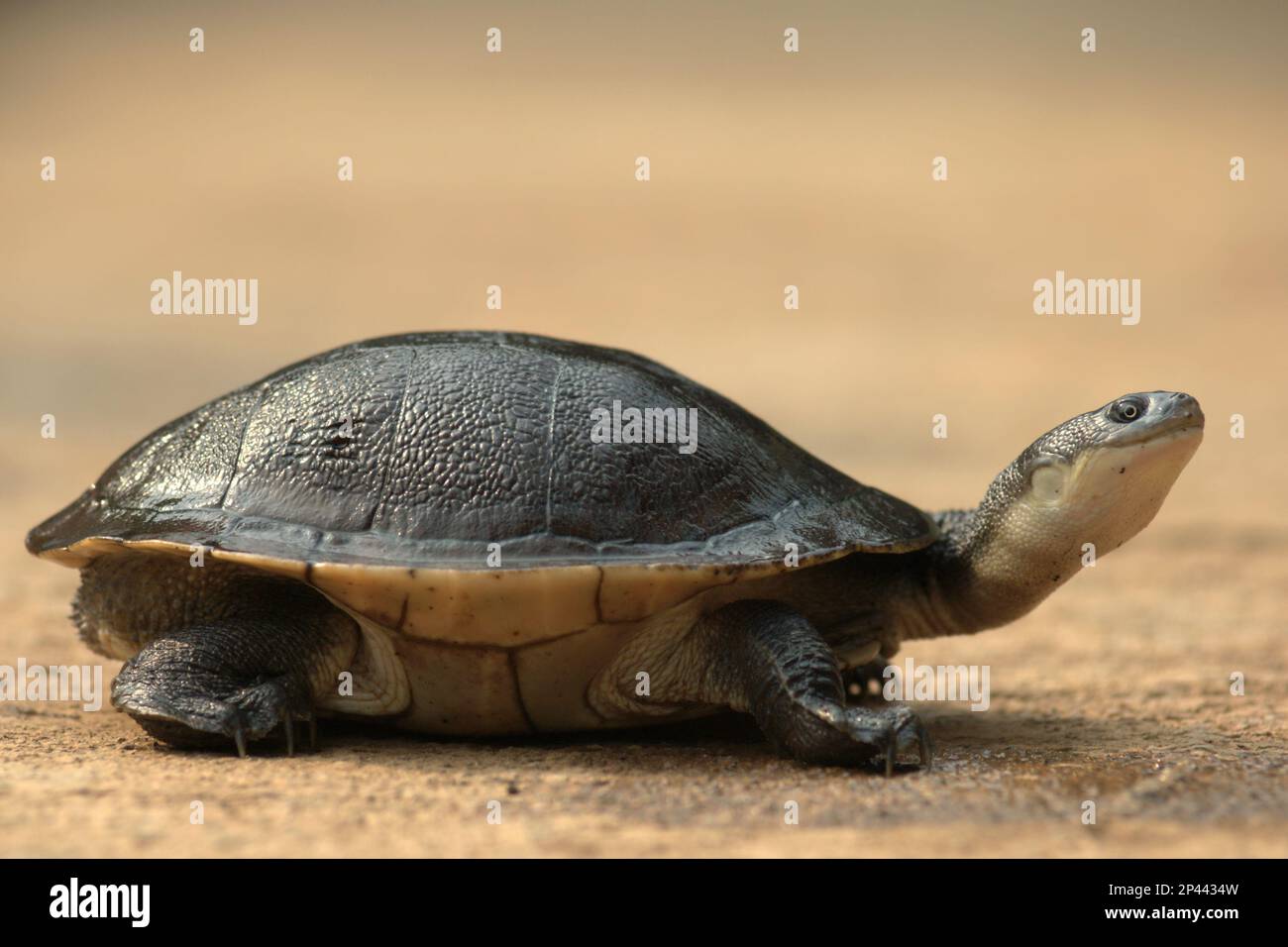 Eine seltene und bedrohte Art von Süßwasserschildkröte, die von der kritischen Bedrohung bedrohte Rote Island endemische Schlangenhalsschildkröte (Chelodina mccordi) wird in einer lizenzierten Ex-situ-Zuchteinrichtung in Jakarta, Indonesien, fotografiert. Stockfoto