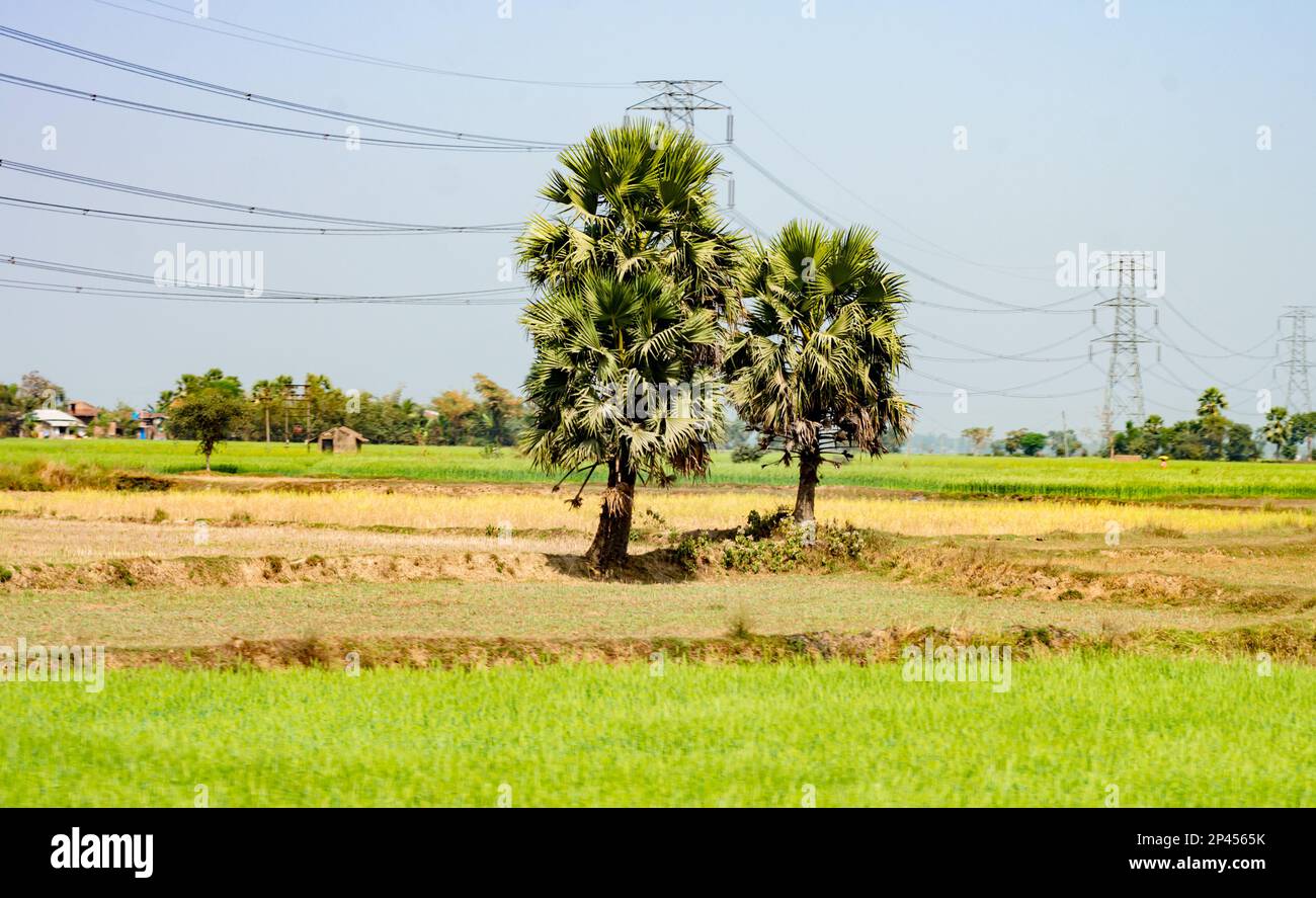 Eine Palme auf einer Wiese. Landschaftslandschaften im ländlichen indien Stockfoto