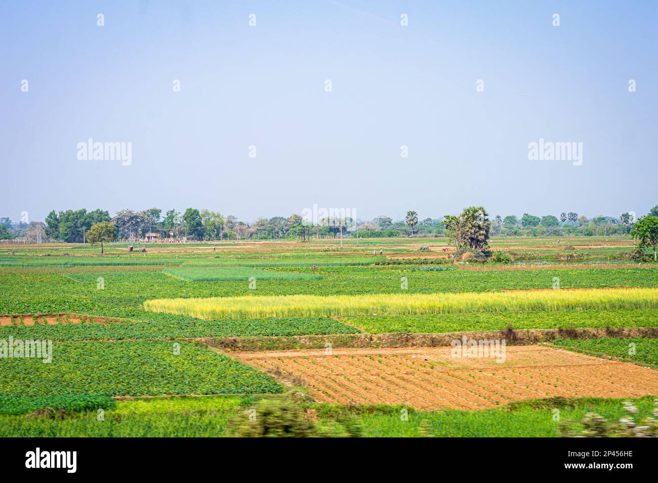 Grüne Landwirtschaftslandschaft vor blauem Himmel im Hintergrund. Ländliche Indische Landschaft. Westbengalen Indien Südasiatisch-Pazifischer Raum Stockfoto