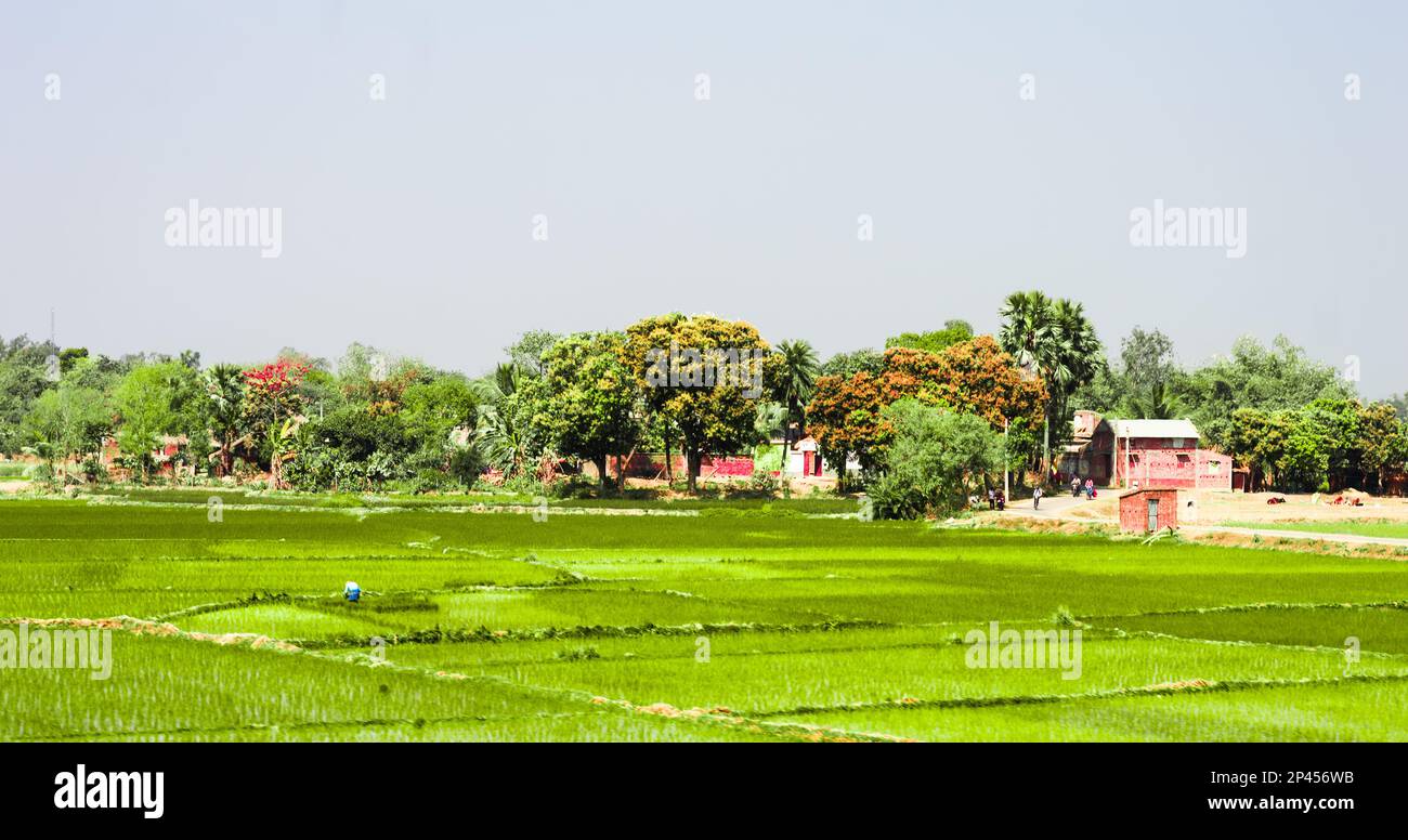 Ein Schurke in der Ferne mit einem landwirtschaftlichen Feld im Vordergrund und blauem Himmelshintergrund. Panoramablick auf die Landschaft. Westbengalen Indien Südasien P Stockfoto